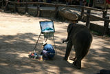 泰国行：清迈欣赏大象画画 参观金色双龙寺