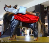 组图：帅气汪星人cos雷神 搞怪犯二萌翻地球人