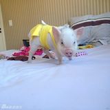 组图：超萌小猪走红网络 百变造型进军时尚界