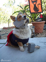 组图：帅气汪星人cos雷神 搞怪犯二萌翻地球人