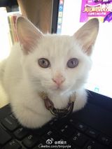 组图：天空哥宾俊杰帅气照 爱萌宠酷似倪安东