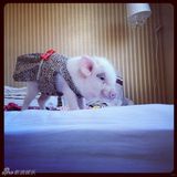 组图：超萌小猪走红网络 百变造型进军时尚界