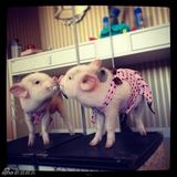 组图：超萌小猪走红网络 百变造型进军时尚界