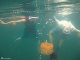 组图：田亮携爱妻海中与水母共舞 大秀恩爱
