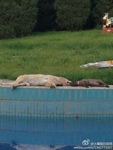 组图：喷泉漏电小伙为救爱犬不幸触电身亡