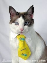 幻灯图集：可爱猫咪带上专属领带帅气“绅士”