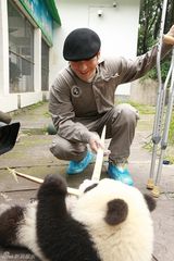 黄晓明拄拐探望雅安熊猫宝宝 开心同啃竹子(图)