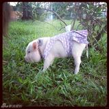 组图：超萌小猪走红网络 百变造型进军时尚界