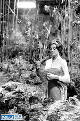 [老照片]奥黛丽-赫本85周年诞辰 天使在人间