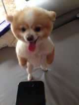 组图：颤抖吧人类！狗狗直立行走狂拽酷炫