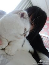 组图：陈乔恩搂猫咪晒床照 摆姿势卖萌撩人