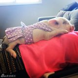 组图：超萌小猪走红网络 百变造型进军时尚界