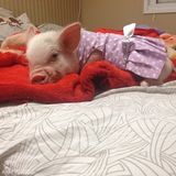 组图：超萌小猪走红网络 百变造型进军时尚界