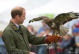 组图：威廉与老鹰互动显淡定 新晋奶爸日渐秃顶