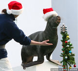 组图：小动物穿圣诞装迎节日 看谁最像圣诞老人