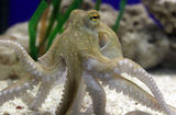 组图：章鱼保罗二世正式亮相 初来乍到张牙舞爪