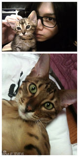 策划：韩星宠物集结号 爱豆们的宠物情人