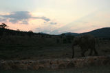 组图：梁静管虎喂大象赏夕阳 三只犀牛踱步而来