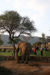 组图：梁静管虎喂大象赏夕阳 三只犀牛踱步而来