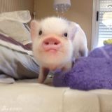 组图：超萌小猪走红网络 百变造型进军时尚界