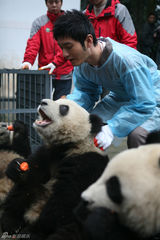 高清图：黄晓明送熊猫儿女去世博 做称职奶爸