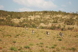 组图：梁静管虎参观野生动物园 喜见长颈鹿大象