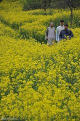高清图：《徽骆驼》拍油菜花田美景 任程伟演儒商