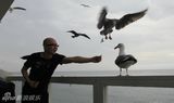 组图：平安美国街头卖萌海边喂海鸥