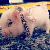 组图：超萌小猪走红网络 百变造型进军时尚界