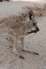 组图：陈赫携妻子畅游澳洲 喂食袋鼠享甜蜜时光