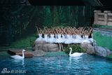 幻灯图集：大型全景芭蕾舞剧《天鹅湖》剧照