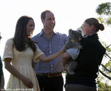 组图：凯特王妃摸考拉笑哈哈 考拉被吵醒显不悦