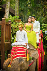 组图：严屹宽杜若溪海外婚礼 大象迎亲明星助阵