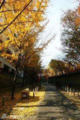 组图：玩转韩国首尔之现实版的“秋天童话”