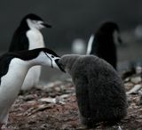 组图：成方圆南极摄影作品 冰雪世界圣洁