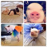 组图：超萌小猪走红网络 百变造型进军时尚界