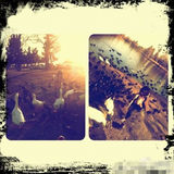 六一明星宝宝之你猜你猜你猜猜之十二