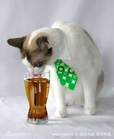 幻灯图集：可爱猫咪带上专属领带帅气“绅士”