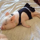 组图：超萌小猪走红网络 百变造型进军时尚界