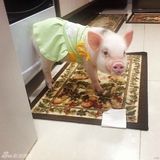 组图：超萌小猪走红网络 百变造型进军时尚界