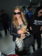 组图：希尔顿抱爱犬抵天使城 机场耐心为人签名