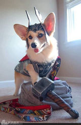 组图：帅气汪星人cos雷神 搞怪犯二萌翻地球人