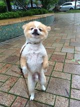 组图：颤抖吧人类！狗狗直立行走狂拽酷炫