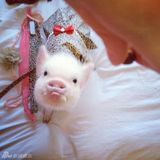 组图：超萌小猪走红网络 百变造型进军时尚界