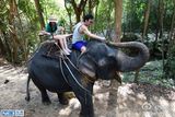 组图：钟镇涛带女儿海岛度假 丛林探险骑大象